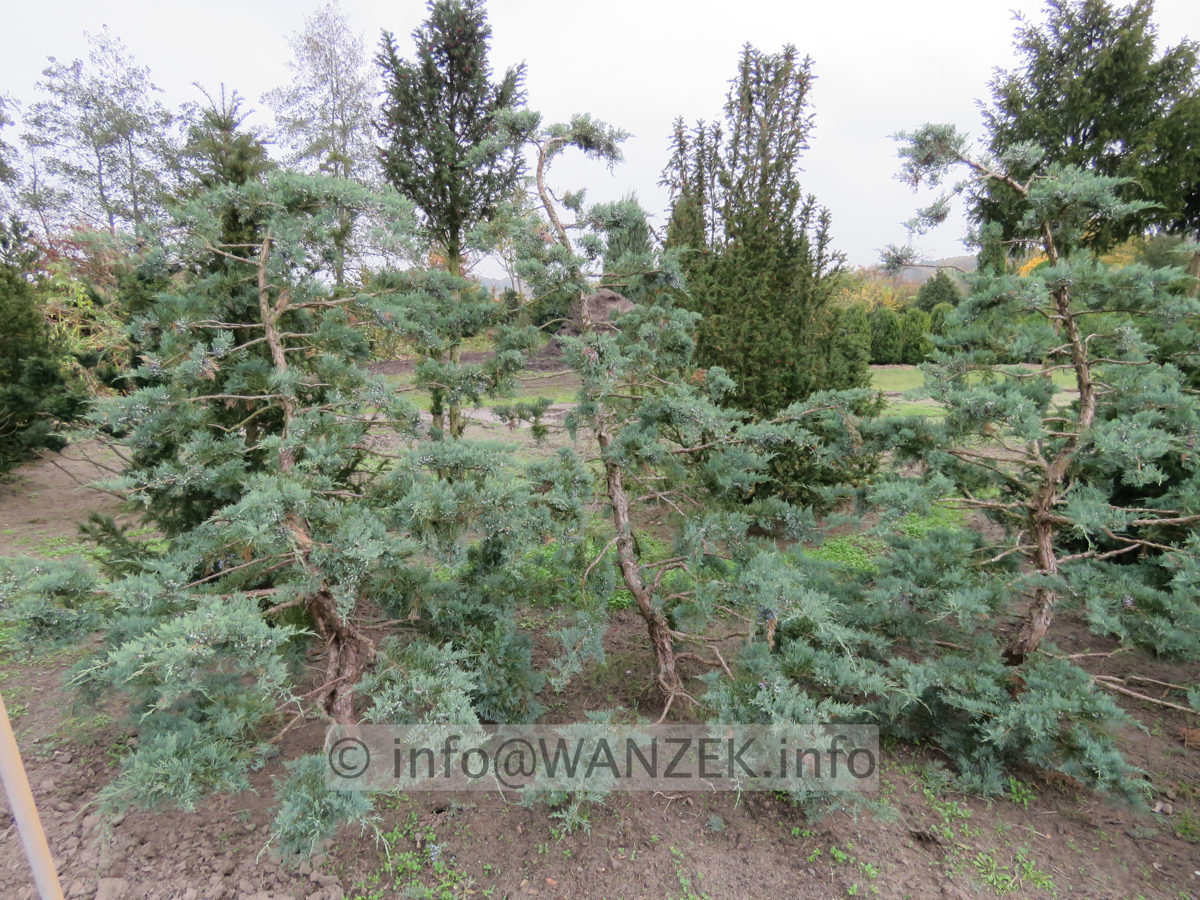 Juniperus virginiana Grey Owl Bonsai 05.JPG